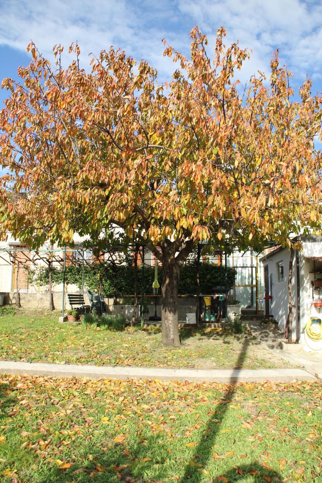 Vila Il Gelsomino Terst Exteriér fotografie